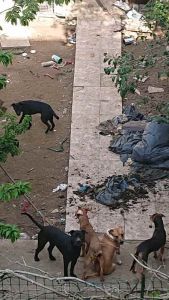 Salvati 6 cani, erano tenuti senza acqua né cibo (Foto)