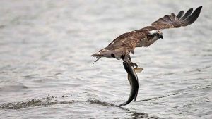 Falco Pescatore foto Wikipedia