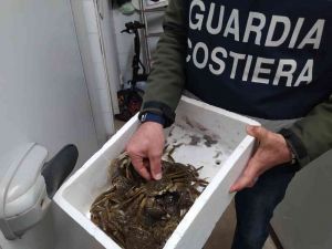 Granchi esotici vivi altamente invasivi sequestrati in una pescheria di cinesi