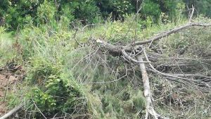 Lipu Periodo di nidificazione, fermiamo gli sfalci. Ora è il turno del fosso di Banditella