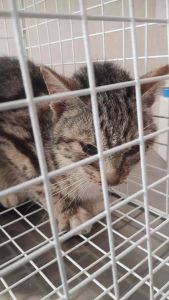 Trovato un gattino tigrato in via di Salviano. Chi lo ha smarrito?