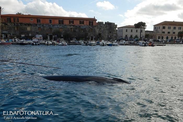 Elba, balene a Sant'Andrea Credits Antonello Marchese