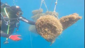 Mare e plastica: 14 tonnellate di rifiuti recuperati. L’intervento della Guardia Costiera all’isola d’Elba