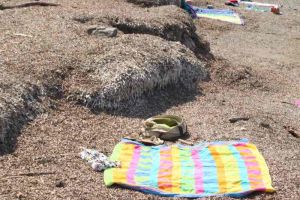 Al via la rimozione alghe alla spiaggia del Sale, scogli dell'Accademia e Felciaio