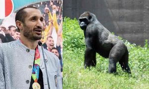 Chiellini Kink Cong e il paragne col gorilla, un documentario in stile Superquark