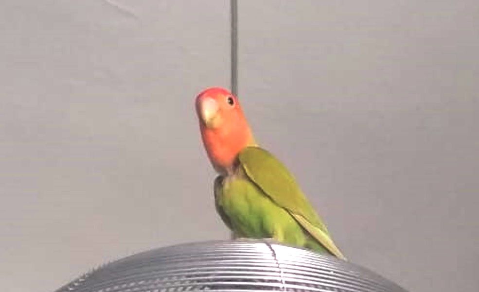 pappagallo anpana