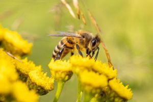 ape fiore impollinazione