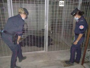 Piombino: deteneva un cane in condizioni incompatibili, denunciato dai carabinieri forestali