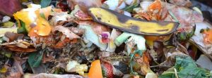 Produrre il compost nei giardini condominali, il progetto di Comune e Aamps