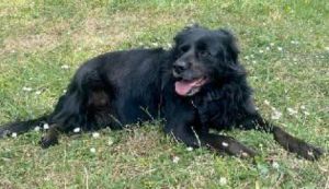 E' scappata la cagnolina Milli, "chi ha notizie ci contatti"