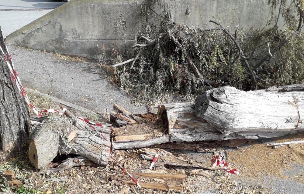 Tronchi tagliati e abbandonati al cimitero di Rosignano, l'intervento di FdI