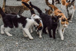 Cerca consigli sui social per avvelenare i gatti, animalisti Aidaa sporgono denuncia