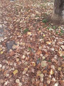 La segnalazione - Autunno, cadono le foglie in piazza della Vittoria