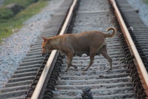 Interrotto traffico ferroviario, i vigili del fuoco salvano un cane