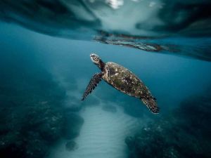 Perla torna in mare dopo 9 mesi, la tartaruga fu trovata impigliata nelle reti