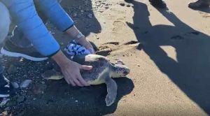 La tartaruga Caretta caretta “Perla” è tornata in mare