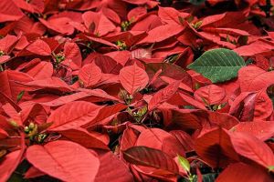 stelle_di_natale