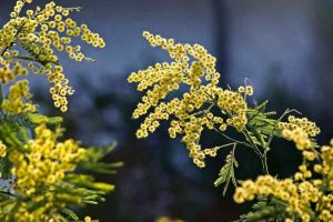 Fp Cgil dona una pianta di mimosa dedicata alle lavoratrici agli ospedali di Livorno, Cecina e Piombino