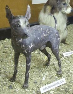 L'African hairless dog, il cane nudo africano