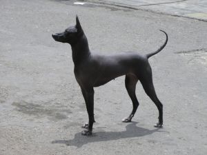Animali - Il cane nudo Peruviano