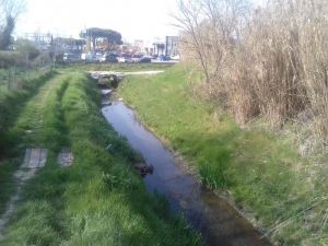 Stagno: tre animali morti in 10 metri nel fosso lungo la pista Mancini