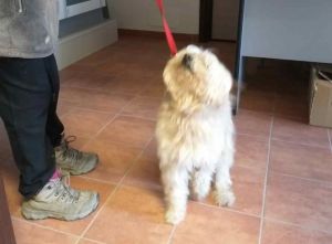Trovato un cane tipo maltese in viale degli Avvalorati
