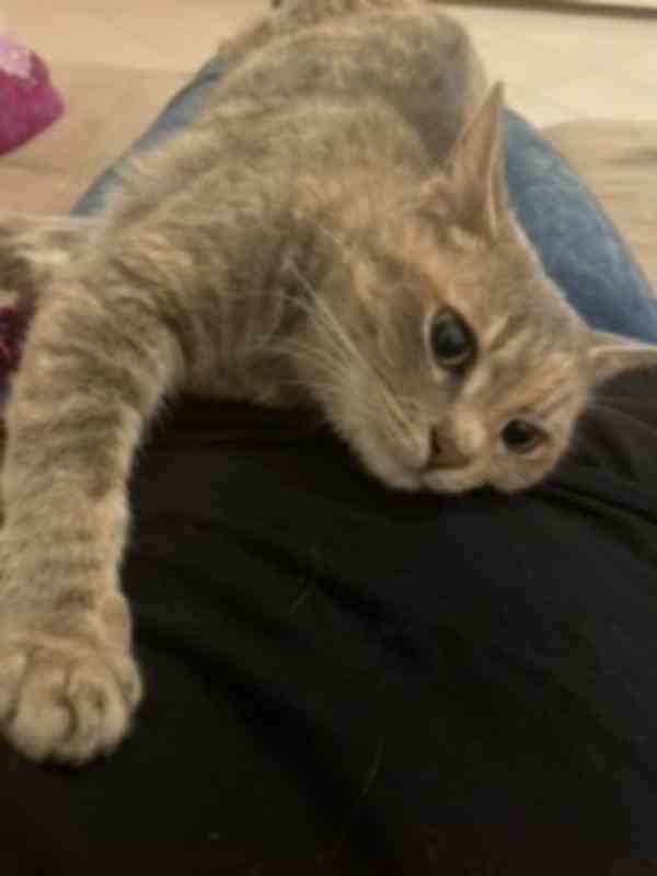 Gattina Trovata In Via Lamarmora Chi L ha Smarrita Livornopress 