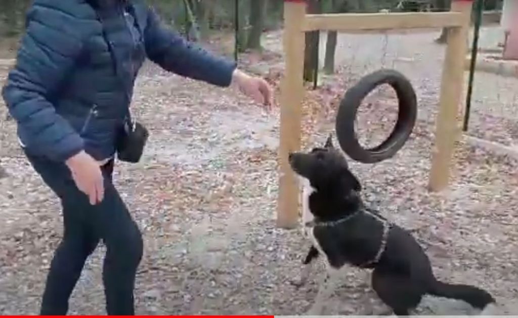 “C’è posto per te” Sampei, meticcio vivace e adatto ai bambini cerca famiglia da amare