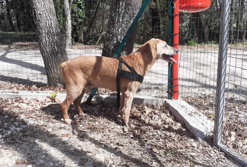 “C’è posto per te", questi sono Attila e Vipera. Adottali