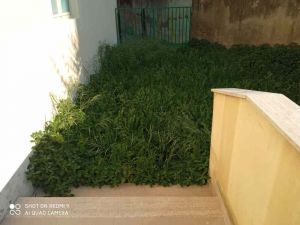 "Una selva oscura", è l'ingresso di 2 classi della materna Gobetti, la segnalazione (Foto)