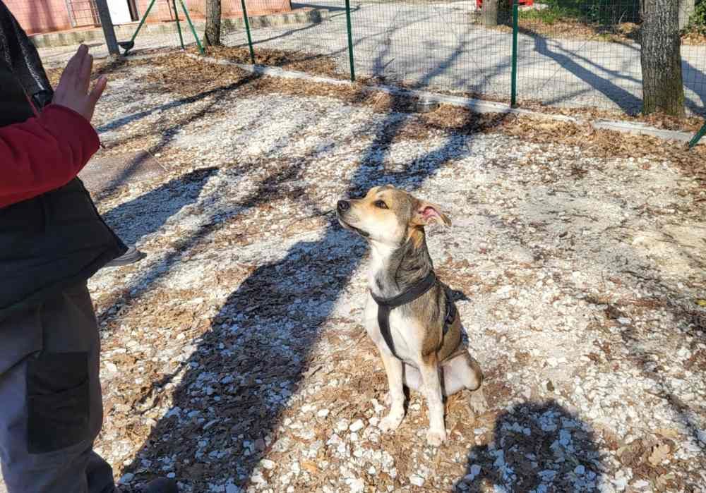 “C’è posto per te": questo è Briscola, adottalo