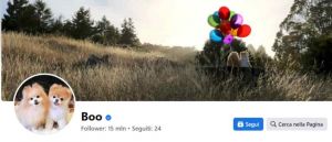 Boo il cane che sembra un orsacchiotto. Un peluche con 15 milioni follower Facebook