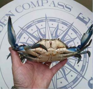 "Specie Aliena nel Mediterraneo", Granchio blu pescato all'isola d'Elba