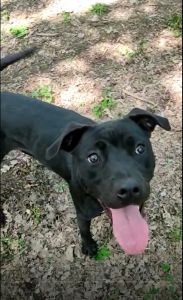 Una nuova famiglia per lei, assistenza veterinaria gratuita a vita con Alca. Adotta questa Pit Bull