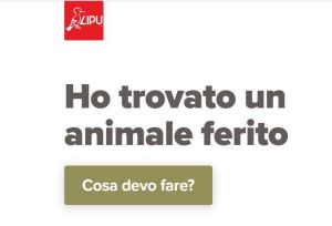 Animali: la Lipu lancia una WebApp per soccorrere la fauna in difficoltà
