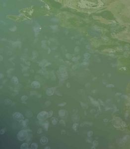 I fossi invasi da migliaia di meduse, in pochi giorni il loro numero è aumentato a dismisura