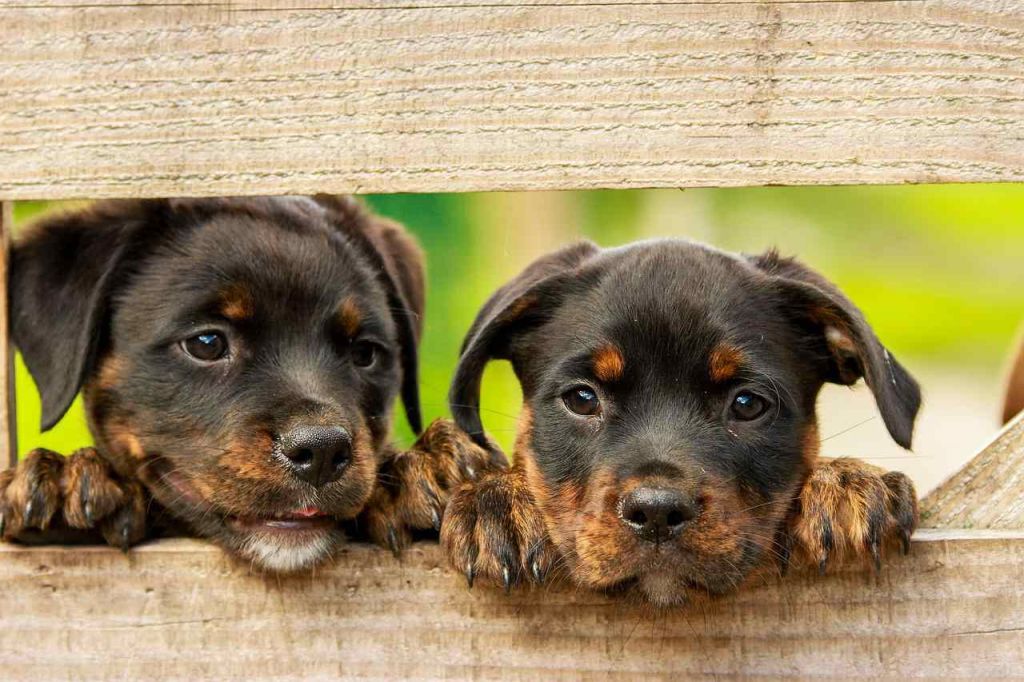 Cani teneri cuccioli, 40 foto gratis da scaricare e condividere anche su WhatsApp