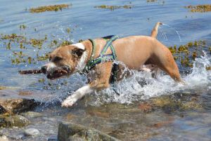 Cani e spiagge: "L'animalismo incondizionato non è tollerabile quando di tratta dell'incolumità delle persone"