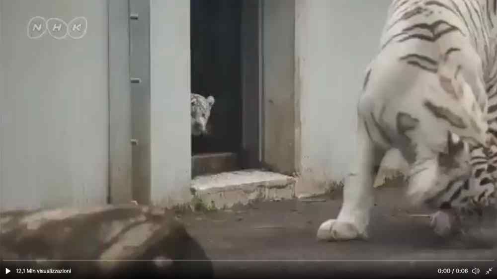 Animali, video divertenti - Tigri allo zoo, paura eh?