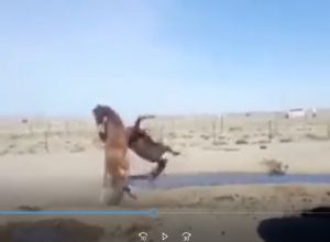 Wrestling tra cavalli, lo schienamento (Video)