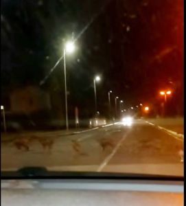 Famiglia di cinghiali scorrazza alla Scopaia (Video)