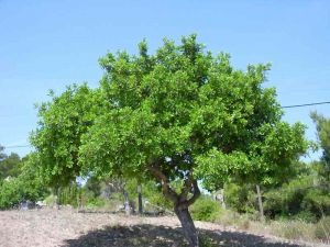 Festa dell'albero, a Vada saranno piantati un Carrubo e due piante di Falso Pepe
