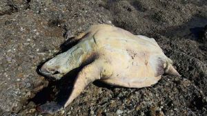 artaruga marina (Caretta Caretta) senza vita sugli scogli dell'Accademia