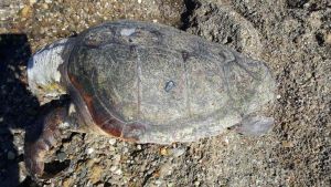 artaruga marina (Caretta Caretta) senza vita sugli scogli dell'Accademia