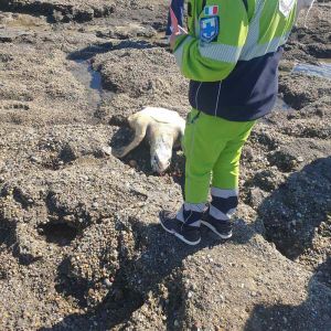 artaruga marina (Caretta Caretta) senza vita sugli scogli dell'Accademia