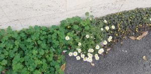 Margherite e fiori gialli: tra la bellezza della natura e la scarsa manutenzione dei marciapiedi di via Kossuth