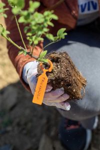 Piantumazione 3Bee - Prugnolo