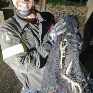 Un pavone sul tetto del Castel Boccale, l'animale salvato dai vigili del fuoco