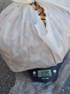 Ambiente Obiettivo 1Kg di cicche, Mr-Green e Nina, ripuliscono da piazza Cavour a Largo Duomo