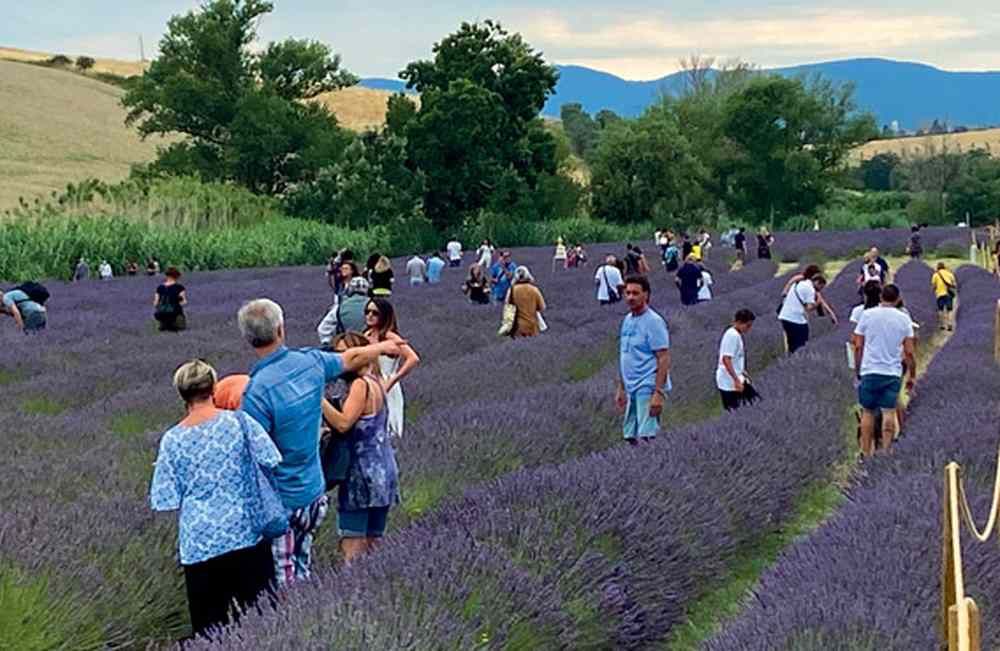 I campi si tingono di viola, torna il Festival “I Giorni della Lavanda